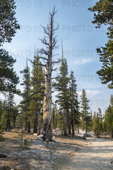 Burnt tree