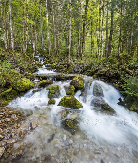 Rothbach with mossy stones