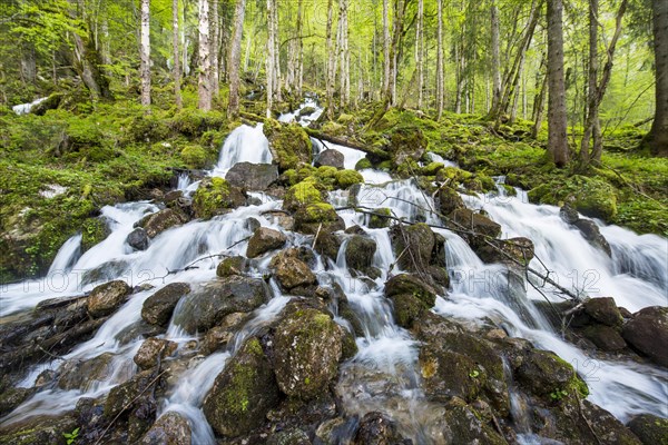 Rothbach with mossy stones