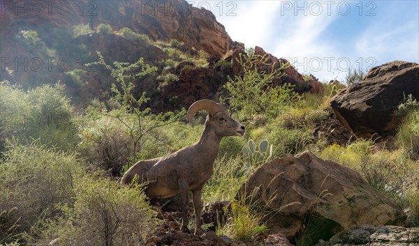 Desert bighorn sheep (Ovis canadensis nelsoni)