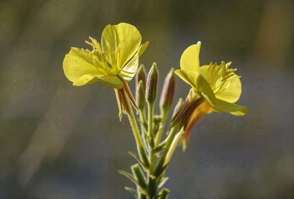 Flowers of Common evening primrose (Oenothera biennis)