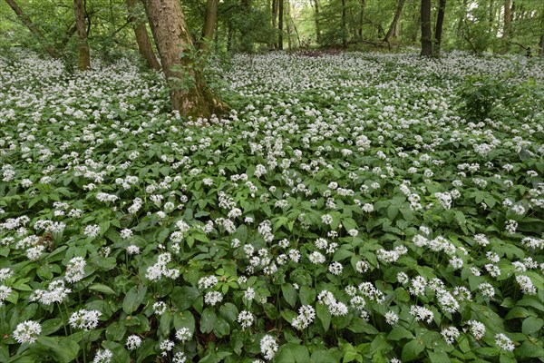 Wild garlic flower