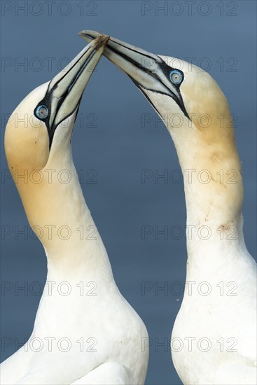 Two Northern Gannets (Sula bassana)