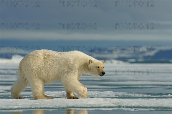 Polar bear (Ursus maritimus) runs on ice floe