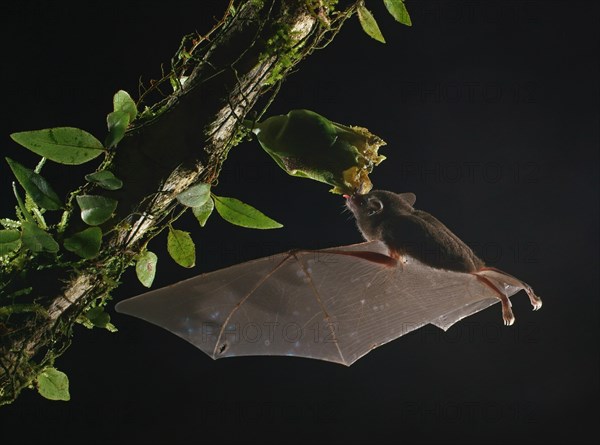 Pallas's long-tongued bat (Glossophaga soricina)