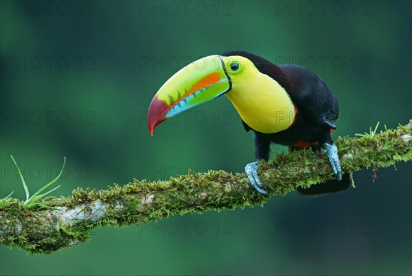 Keel-billed Toucan (Ramphastos sulfuratus)