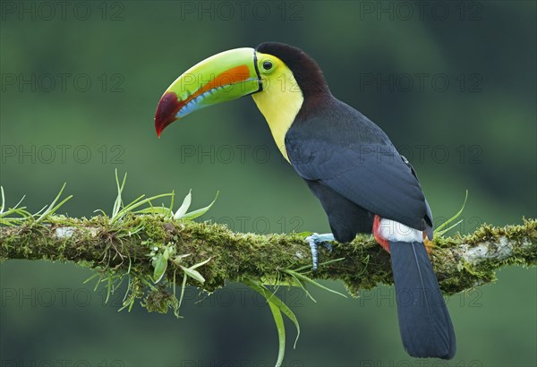 Keel-billed Toucan (Ramphastos sulfuratus)