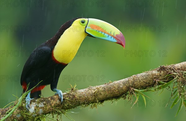 Keel-billed Toucan (Ramphastos sulfuratus)