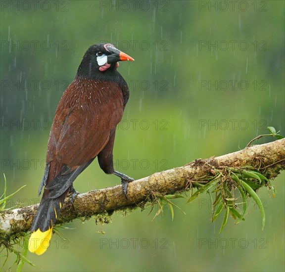 Montezuma Oropendola (Gymnostinops montezuma) in rain sits on branch