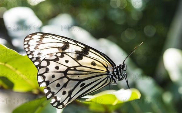 Paper kite