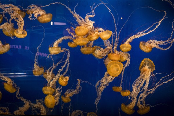 Japanese sea nettles (Chrysaora pacifica)