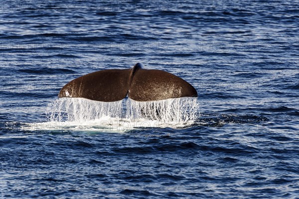 tail fin of a sperm whale (Physeter catodon or Physeter macrocephalus)