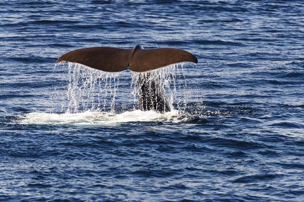 tail fin of a sperm whale (Physeter catodon or Physeter macrocephalus)