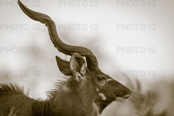 Greater kudu (Tragelaphus strepsiceros)