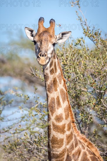 South African giraffe (Giraffa camelopardalis giraffa)