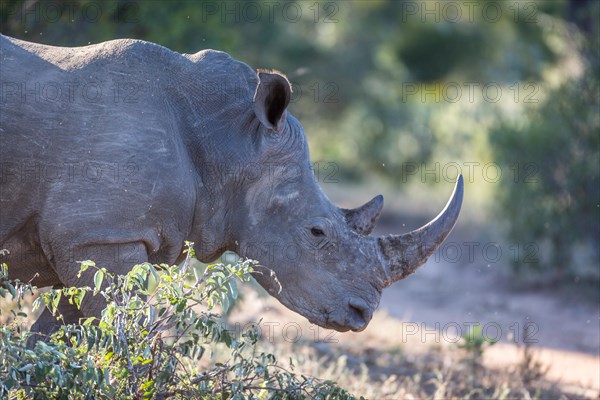 White rhinoceros (Ceratotherium simum)