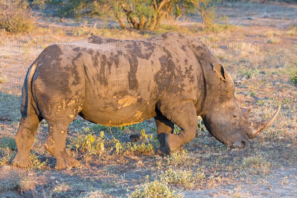 White rhinoceros (Ceratotherium simum) grazing