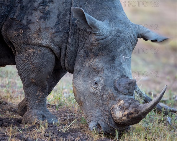 White rhinoceros (Ceratotherium simum) eating grass