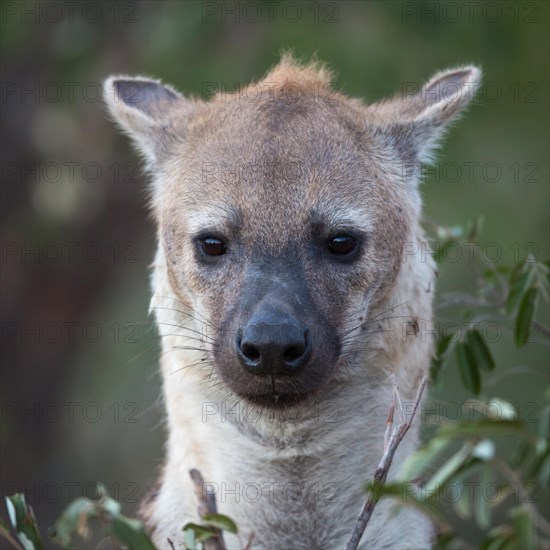 Laughing hyena