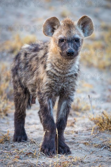 Young spotted laughing hyena (Crocuta crocuta)