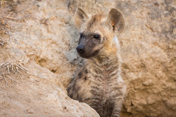 Watchful spotted hyena (Crocuta crocuta)