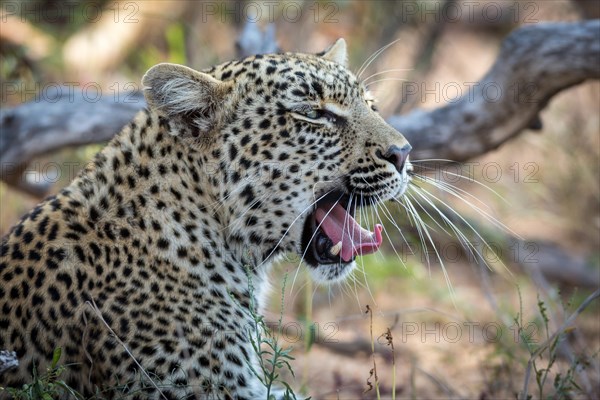 Yawning Leopard (Panthera pardus)