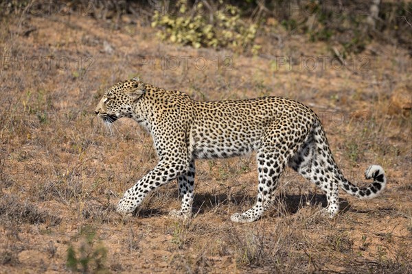 Walking Leopard (Panthera pardus)