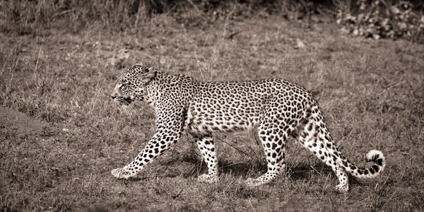 Walking Leopard (Panthera pardus)