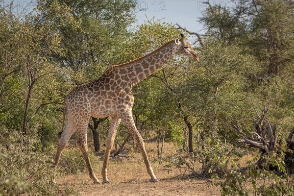 South African giraffe (Giraffa camelopardalis giraffa) running