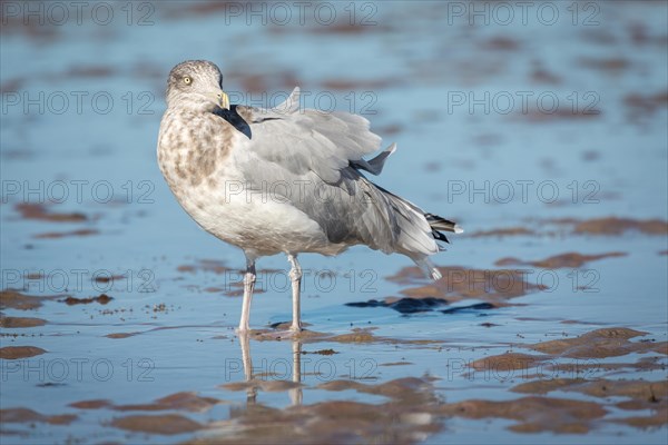 American Herring Gull (Larus smithsonianus) stands in mudflat