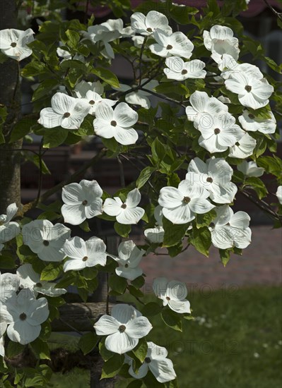 Flowers of mountain dogwood (Cornus nuttallii)