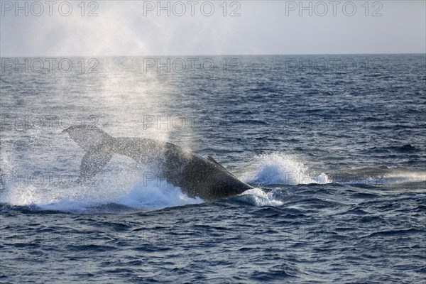 Humpback whale (Megaptera novaeangliae) species-typical behavior