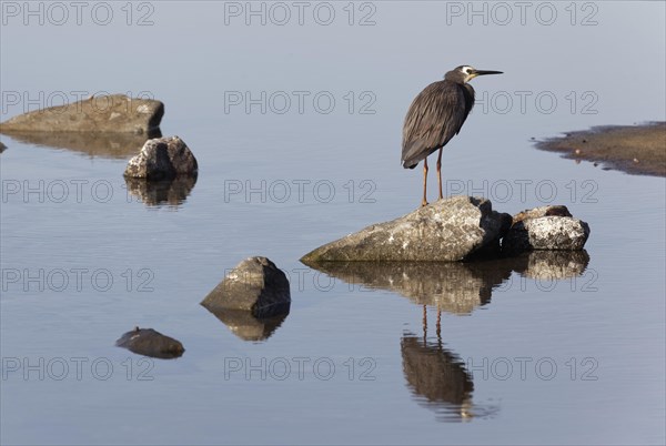 white-faced Heron (Ardea novaehollandiae) sitting on stone in rock pool