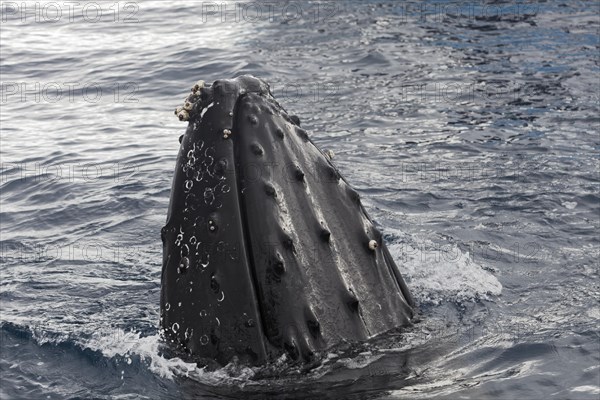 Humpback whale (Megaptera novaeangliae) with barnacles (Balanus sp.)