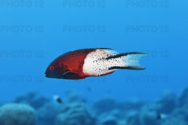 Lyre-tail hogfish (Bodianus anthioides) swims over coral reef