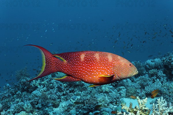 Yellow-edged lyretail (Variola louti) floats over coral reef