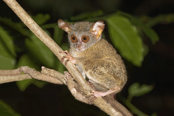 Sulawesi-Tarsier (Tarsius tarsier) sits on branch