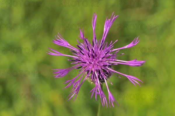 Brown knapweed (Centaurea jacea)