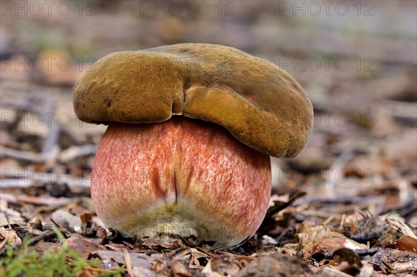 Dotted stem bolete (Neoboletus luridiformis)