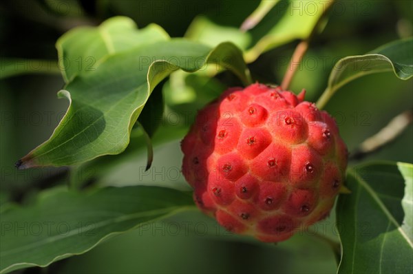 Chinese or Kousa dogwood (Cornus kuosa var. chinensis)