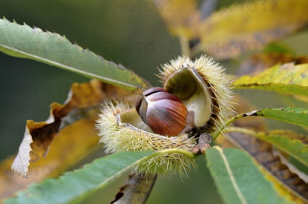 Sweet chestnut (Castanea sativa)