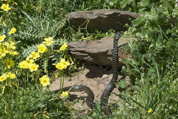 Yellow-green whip snake (Hierophis viridiflavus)