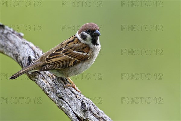 Eurasian tree sparrow (Passer montanus)