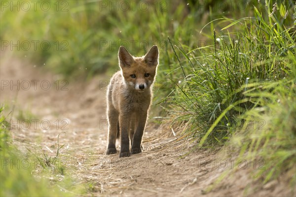 Young red fox (Vulpes vulpes) standing on path