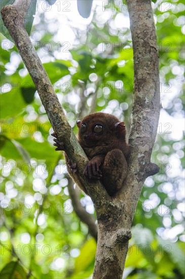 Tarsier (Tarsiidae)