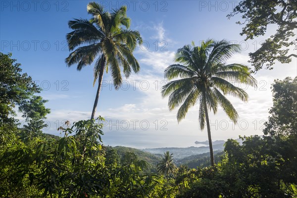 Green vegetation