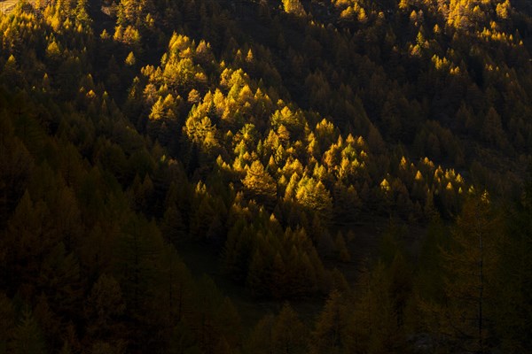 Autumn mountain larch forest (Larix decidua) with light and shade