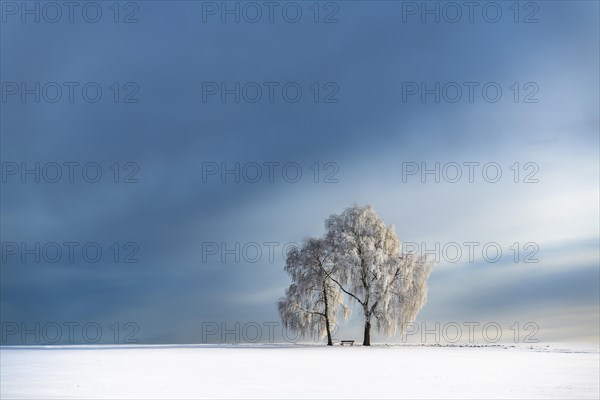 Snow-covered Birches (Betula) in winter landscape in front of a blue cloudy sky