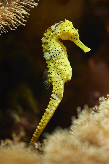 Yellow Estuarine seahorse (Hippocampus kuda) in a aquarium