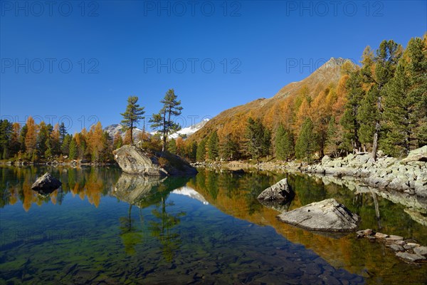 Larch forest reflected in Lake Lago di Saoseo